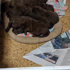 Chesapeake Bay Retrievers and Wire Fox Terriers from MadFox