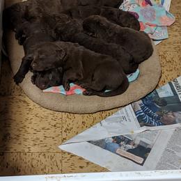 Chesapeake Bay Retrievers and Wire Fox Terriers from MadFox