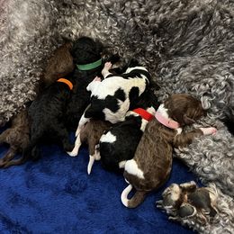 Poodle Puppies from Silver Lining Poodles