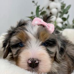 A Charlie Brown Christmas - Merle female Bernedoodle puppy in Hegins, Pennsylvania from Bubbling Springs Doodles, LLC