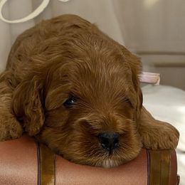 Cavapoos, Goldendoodles, and Poodles from Diamond Companions