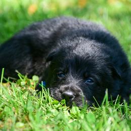 Black boy - Black male German Shepherd puppy in Clarkrange, Tennessee from Vom Wolff