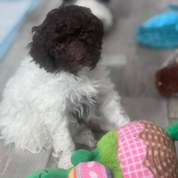 Puppy 6 - Brown female Lagotto Romagnolo puppy in Chico, California from Anna’s Lagottos