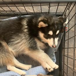Bolt - Gray and white Pomsky puppy in Mineola, Texas from East Texas Pomskies