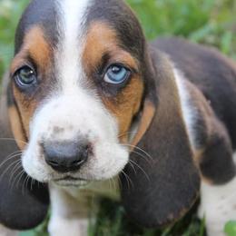 Basset Hounds from Clevenger Farms