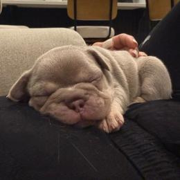 Coco - Cream female French Bulldog puppy in Saratoga Springs, Utah from Your Utah Frenchie