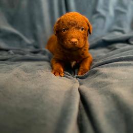 Teal - Brown male Chesapeake Bay Retriever puppy in Riverview, Florida from Breezeswept Kennel