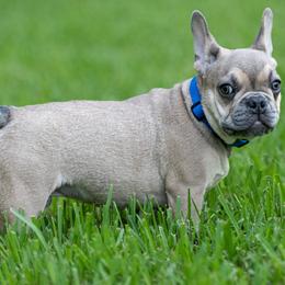 Tucker (aka Blue) - Blue fawn male French Bulldog puppy in Tampa, Florida from Tampa Bay Frenchies LLC
