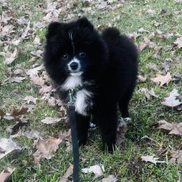 Pomeranians from Dream Pomeranians By Allison Horton