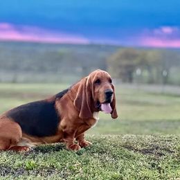 Flash - Basset Hound