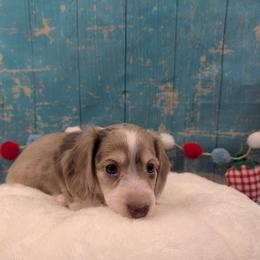 Atlas - Chocolate and cream male Dachshund puppy in Dothan, Alabama from Hot Diggity Doxies of Dothan