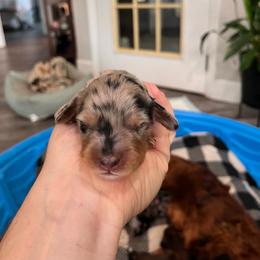 Dapple Boy - Dapple male Dachshund puppy in Aragon, Georgia from Daschunds Unlimited
