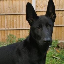 Solid black Malinois male. Perfect go everywhere companion - Black male Belgian Malinois puppy in Dallas, Texas from OreVis Malinois