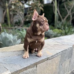 Boy 2 - French Bulldog puppy in Pasadena, California from Degama Frenchies