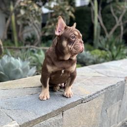 Boy 2 - French Bulldog puppy in Pasadena, California from Degama Frenchies