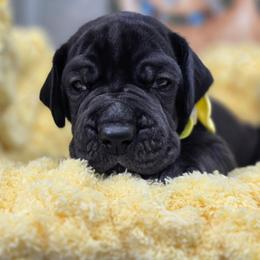 Al - Black male Great Dane puppy in Granby, Missouri from HCR Great Danes