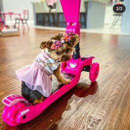 Yorkshire Terrier All Grown Up from Rocketeer Yorkies