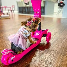 Yorkshire Terrier All Grown Up from Rocketeer Yorkies