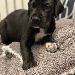 Great Dane Puppies from Oak View Danes