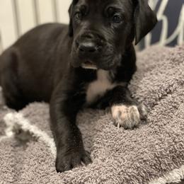 Great Dane Puppies from Oak View Danes