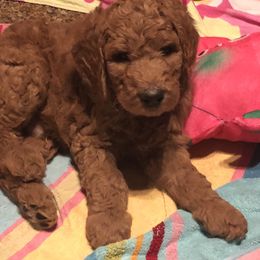Goldendoodle Puppies from Cooley Doodles