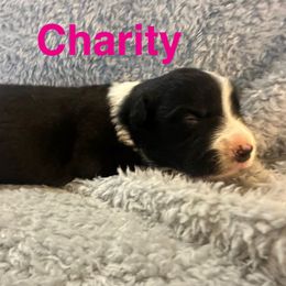 Charity - Black and white female Border Collie puppy in Jonesboro, Arkansas from Hampton Border Collies