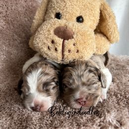 Cavapoo, Cockapoo, and French Bulldog Puppies from Batdogsndoodles