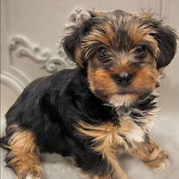 Odin - Black and tan male Yorkshire Terrier puppy in Vancouver, Washington from Yorkastle Kennels
