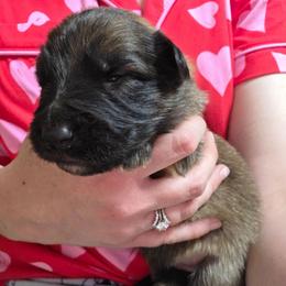 Orange Collar Boy - Sable male German Shepherd puppy in Dallas, Pennsylvania from Mountainside German Shepherds