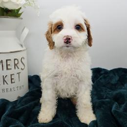 Chilli - Red female Bernedoodle puppy in Granton, Wisconsin from Rose River Farms