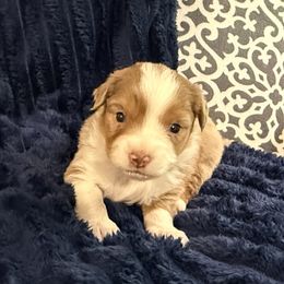 River - Red merle male Miniature Australian Shepherd puppy in Dallas, Waco, And Tyler, Texas from Beulah Aussie Farms Texas