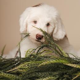 Anthony Bridgerton - Brown and white male Sheepadoodle puppy in Edmond, Oklahoma from Rock N Roll Doodles