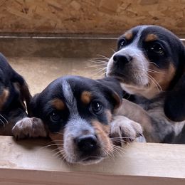 Beagles from Milissa's Beagles
