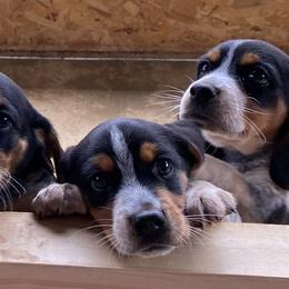 Beagles from Milissa's Beagles