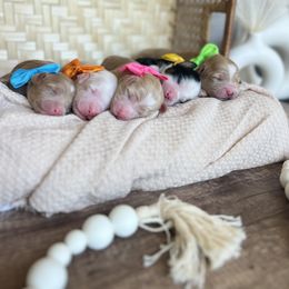 Bernedoodle and Goldendoodle Puppies from Hello Doodle Ranch