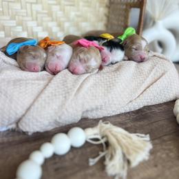 Bernedoodle and Goldendoodle Puppies from Hello Doodle Ranch