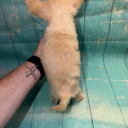 Tilly - Cream and white female Chihuahua puppy in Palmyra, Indiana from Country Star Chihuahuas