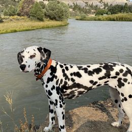 Storm - Dalmatian