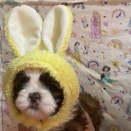 Mochi - Brindle and white male Shih Tzu puppy in Jasper, Georgia from Tiny Bubbles Shih Tzus