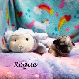 Rogue - Blue merle female Australian Shepherd puppy in Benton City, Washington from Eventide Australian Shepherds