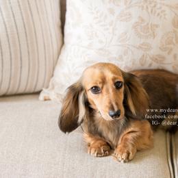 Tilly - Dachshund