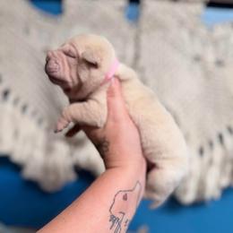 Kiri - Cream female Chinese Shar-Pei puppy in Lehigh Acres, Florida from Florida Wrinkles