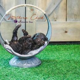 Poodle Puppies from Northern creek standard poodles