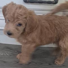 Brownie - Brown male Double Doodle puppy in Norfolk, Massachusetts from Cat's Golden Labradoodles