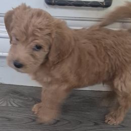Brownie - Brown male Double Doodle puppy in Norfolk, Massachusetts from Cat's Golden Labradoodles