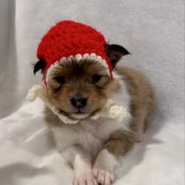 SPIDERMAN - Sable & white male Toy Shetland Sheepdog puppy in Livonia, Michigan from M7’s Shelties, Toonies & AussieDoodles