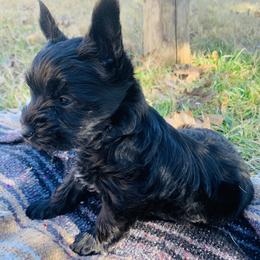Yorkshire Terrier Puppies from Betterthan Chocolate Yorkies