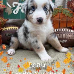 Beau - Blue merle male Australian Shepherd puppy in Purcell, Oklahoma from Lewis Aussie’s & Corgi’s