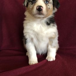 "Ruby x Ben (a pup we kept that is on site)" Australian Shepherd Puppies from Cedar Creek Farm