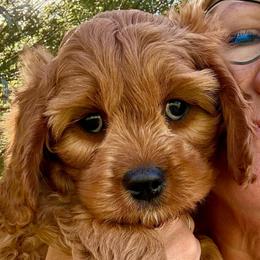 Cinnamon - Red female Cavapoo puppy in Mona, Utah from Hearts Full of Puppies